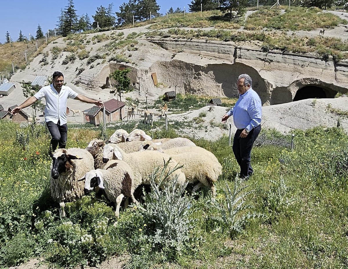 Talas Halef Hoca Mezarlığı altında bulunan küçükbaş hayvanlar, belediyemizin ilgili biriminde koruma altına alınmıştır. 

Kaybedenlerin kulak küpe numarası ile birlikte belediyemiz personeli Nuri İnce (05384833894) ile temasa geçmeleri önemle rica olunur.