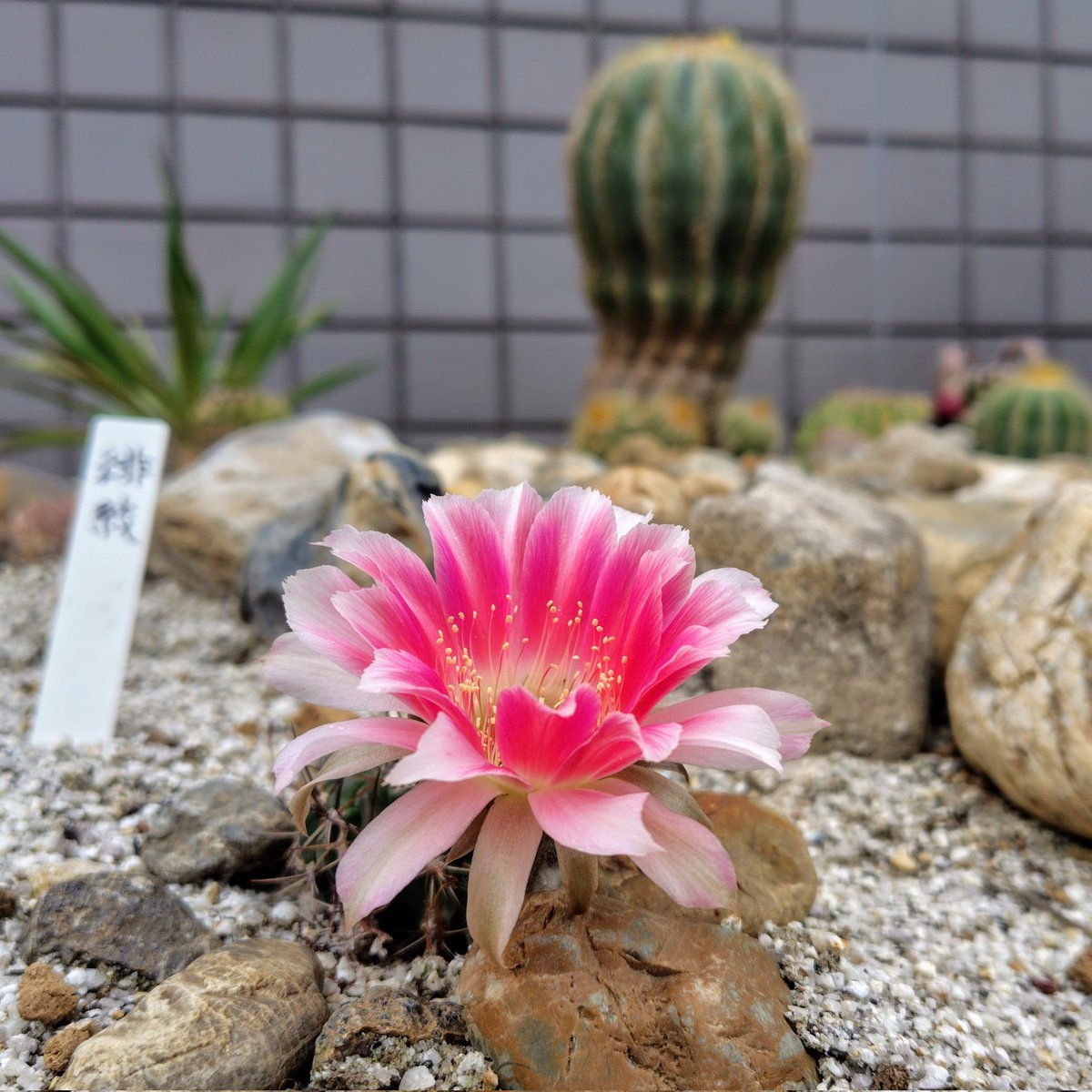 Fnanah5's tweet photo. 可憐で華麗。サボテン姫 https://t.co/pQeLElnCrr