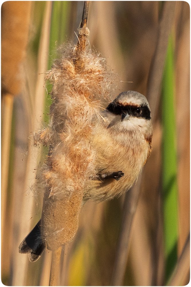 Merhaba!  Ben çulhakuşu.

#Hangitür #birdwatching #wildlifephotography #kuşgözlemi