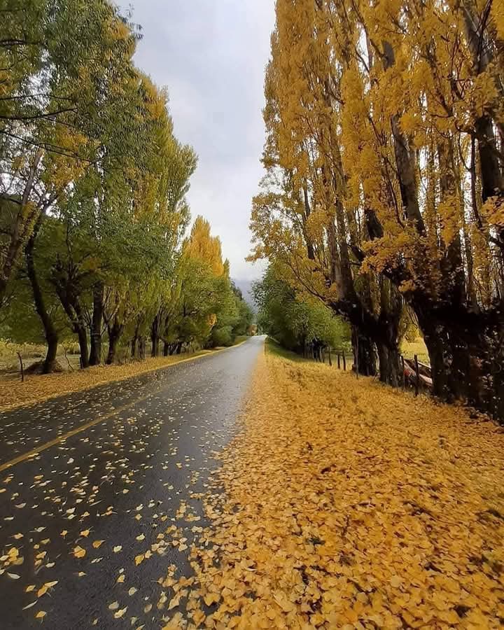 BachmannIsabel's tweet image. Otoño total en la Patagonia región de Aysén... Chile
