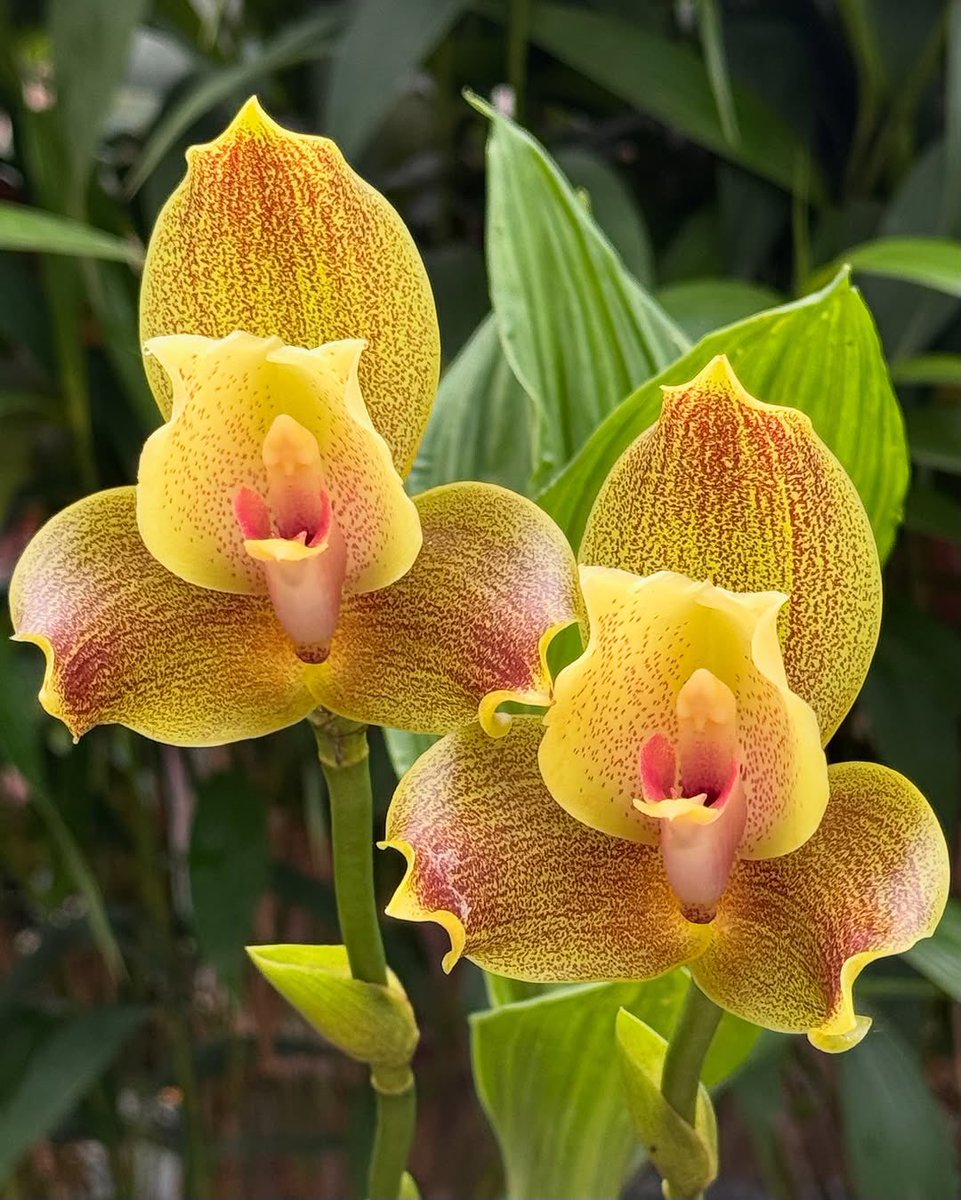 Julie LV (@1staj) on Twitter photo 