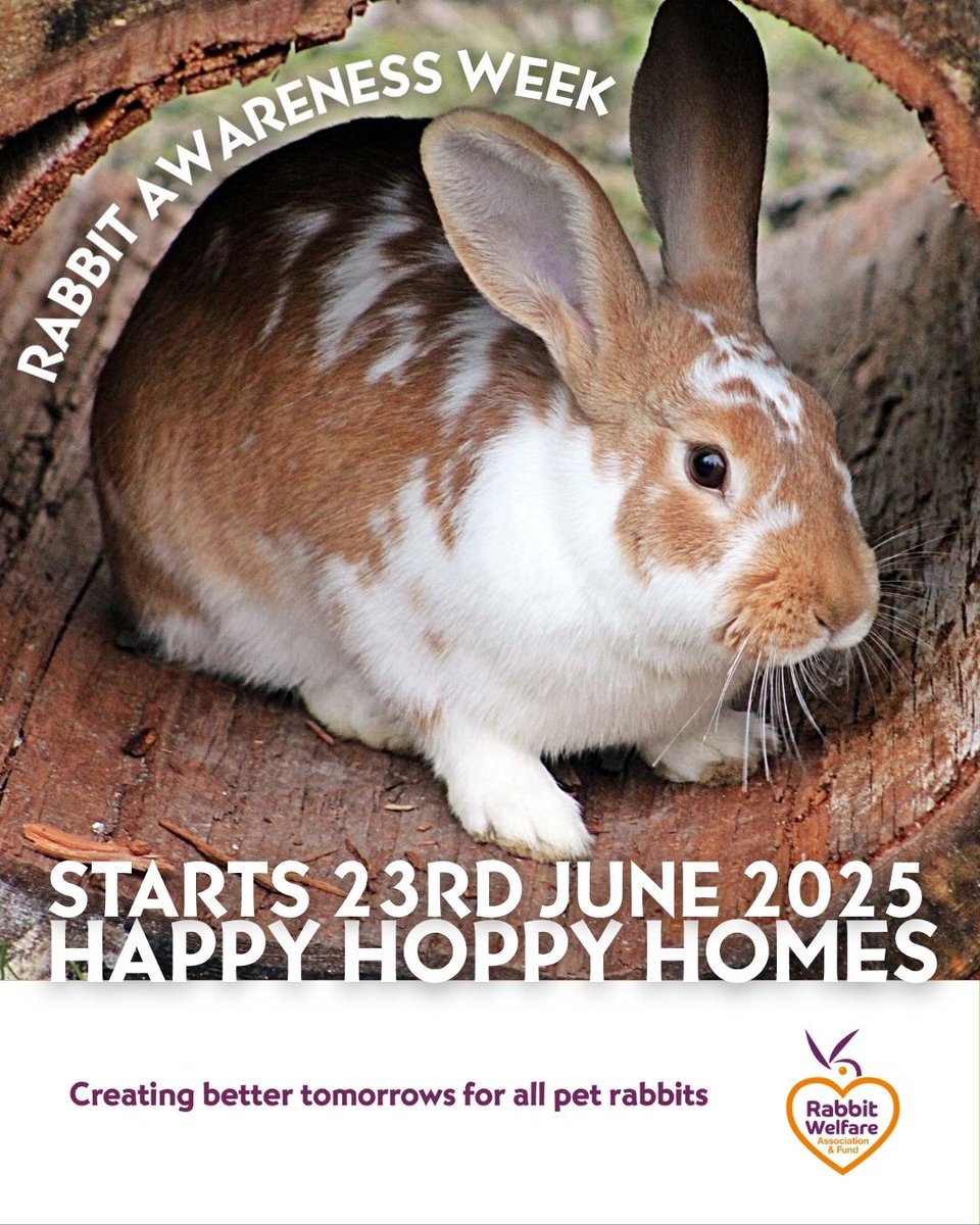 RabbitRWAF's tweet image. Rabbit Awareness Week begins on 23rd June & this year’s theme is Happy, Hoppy Homes 🏠🐰
Get involved:
- Like, share & comment on our RAW posts.
- Download the RAW pack from the RAW website (rabbitawarenessactiongroup.co.uk) 💛
#RabbitAwarenessWeek #AHutchIsNotEnough