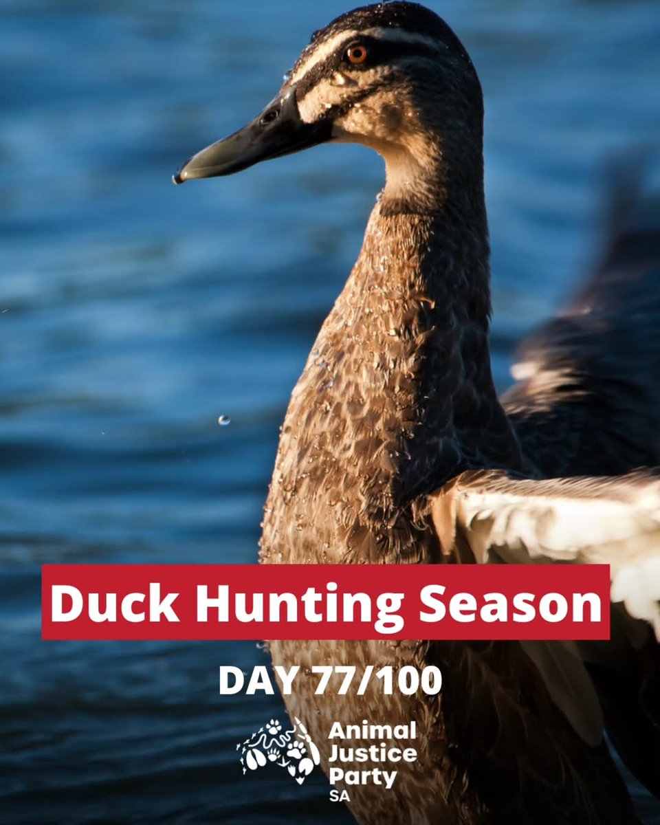 Animal Justice Party - South Australia tweet media