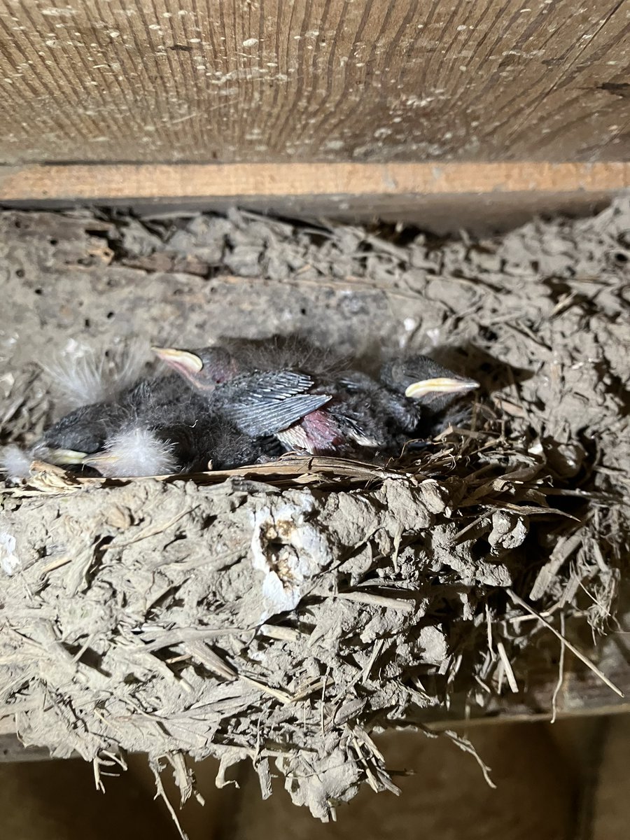 日々のつばめの成長を見るのが日課になってしまった