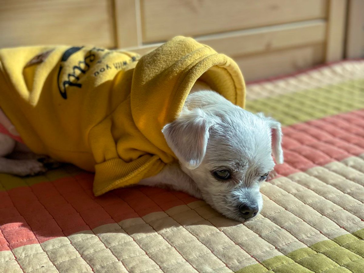 노란 옷을 입은 말이입니다. 파란 옷 빨간 옷 다 있지만 역시 노란 옷이 제일 잘 어울리는 것 같습니다.

📙한국옵티칼하이테크 고용승계 청문회 개최에 관한 청원 
6월 21일까지, 현재 57%입니다. 조금만 더 마음을 모아주세요.

🔗말이와 함께 청문회 개최 청원하기
petitions.assembly.go.kr/proceed/onGoin…