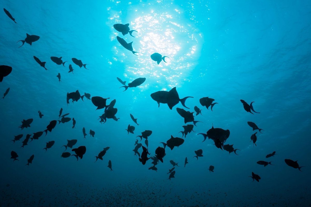 Guest post: How marine life provides climate benefits worth billions of dollars | Dr Damien Couespel, Dr Fabio Berzaghi, Dr Jerry Tjiputra, Dr Richard Sanders, Dr Dagmara Rusiecka 

Read here: buff.ly/DPs72RU