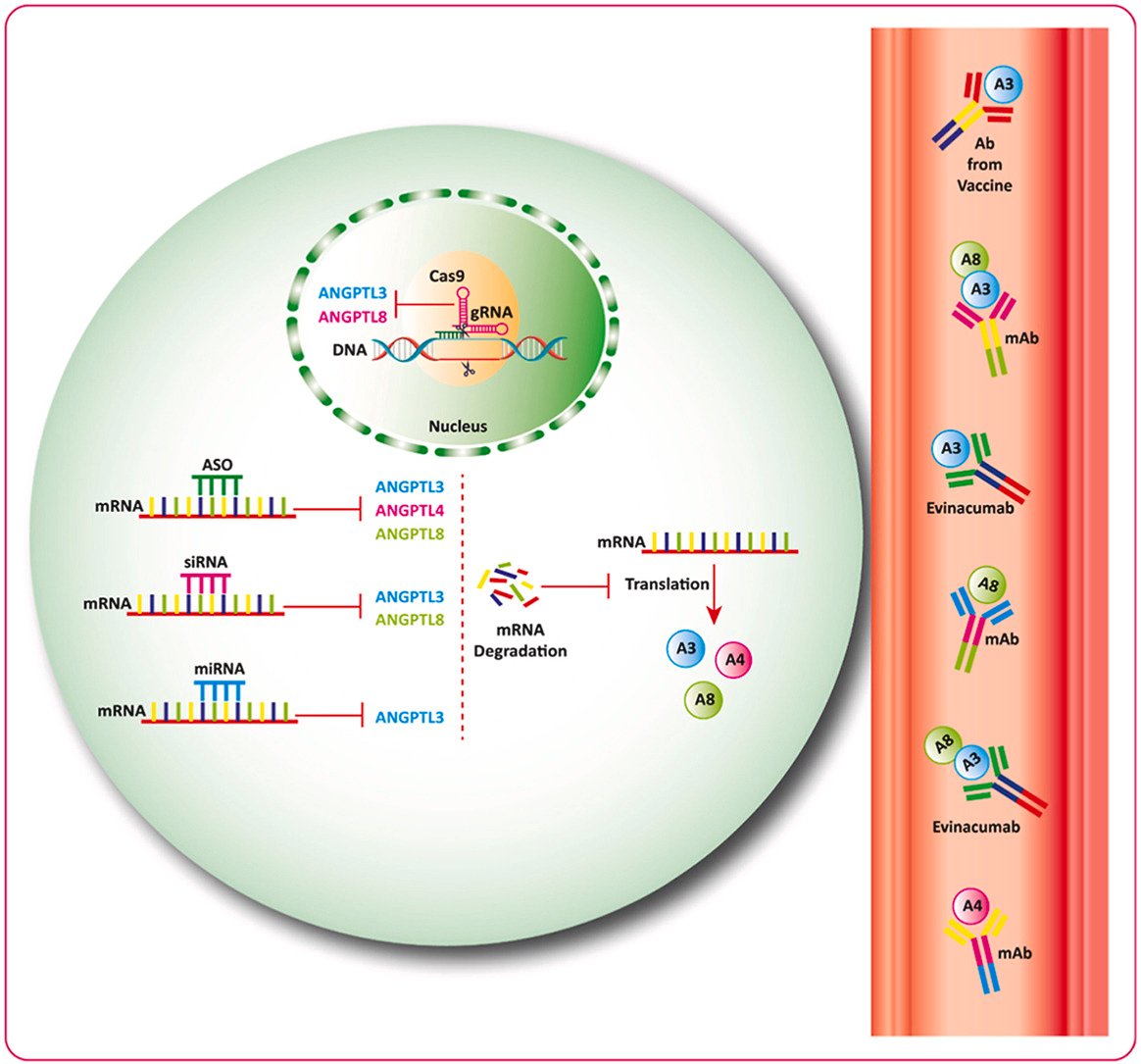 ATHjournal's tweet image. Targeting ANGPTLs could represent a promising strategy to reduce residual cardiovascular risk and complement existing lipid-lowering therapies
🔗atherosclerosis-journal.com/article/S0021-… @society_eas @ELS_Cardiology #EASSoMe #CvPrev