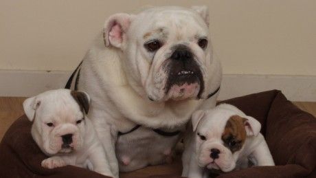 'Irish government. Put the structures in place to stop these types of abominations that continue to cause animals to suffer. We all need to pressurise our government to put into practice the protective laws for animals.. 'Pete the Vet. buff.ly/iaQyrIB