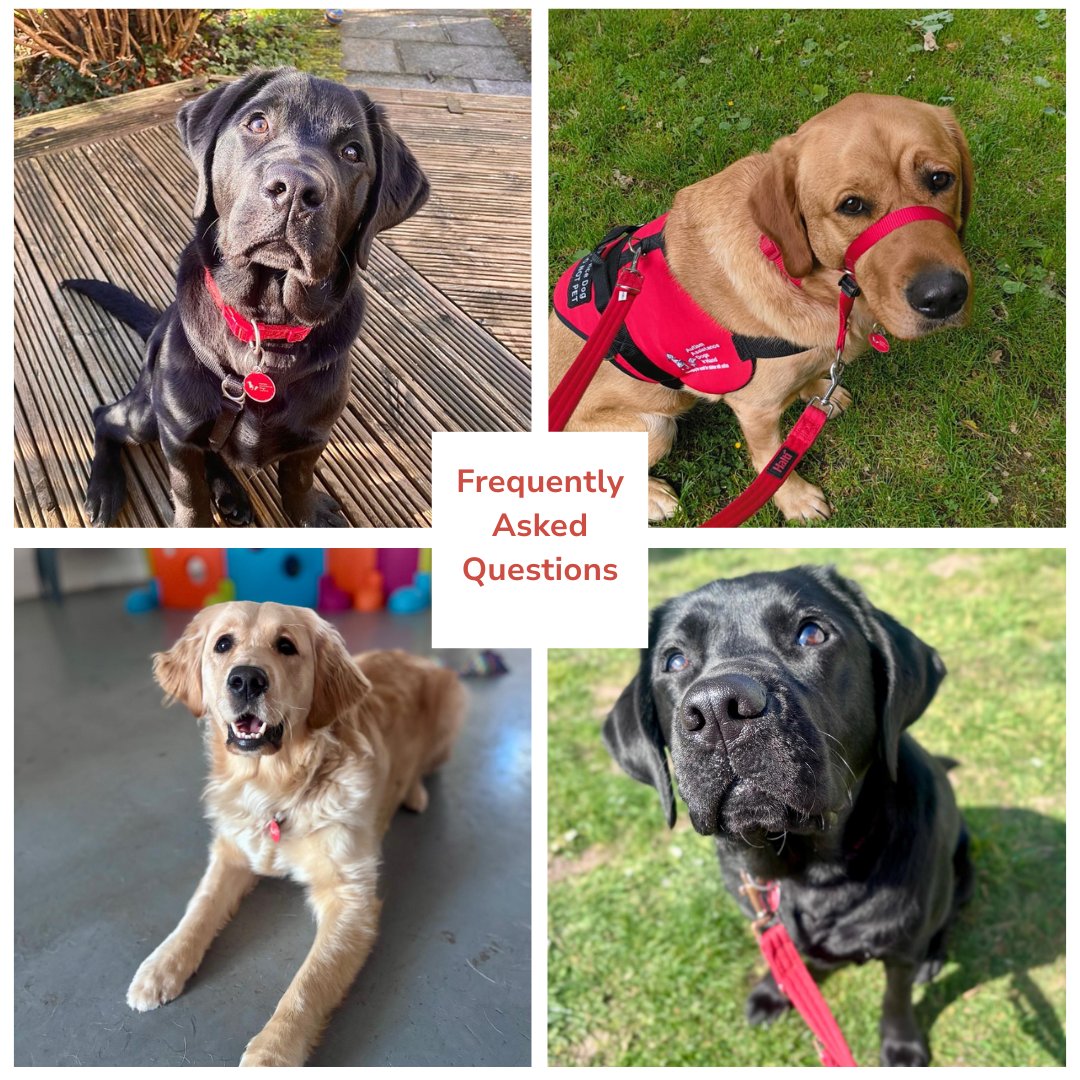 Can I buy/fundraise for my own Autism Assistance Dog? No—here’s whyAt AADI, we provide assistance dogs free of charge, ensuring placements are based on need not finances.While you can’t fundraise for your own dog, you can support our mission! Help change lives, one paw at a time