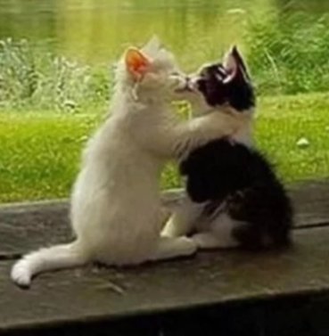 cats.jpg (@catsdotjpg) on Twitter photo 