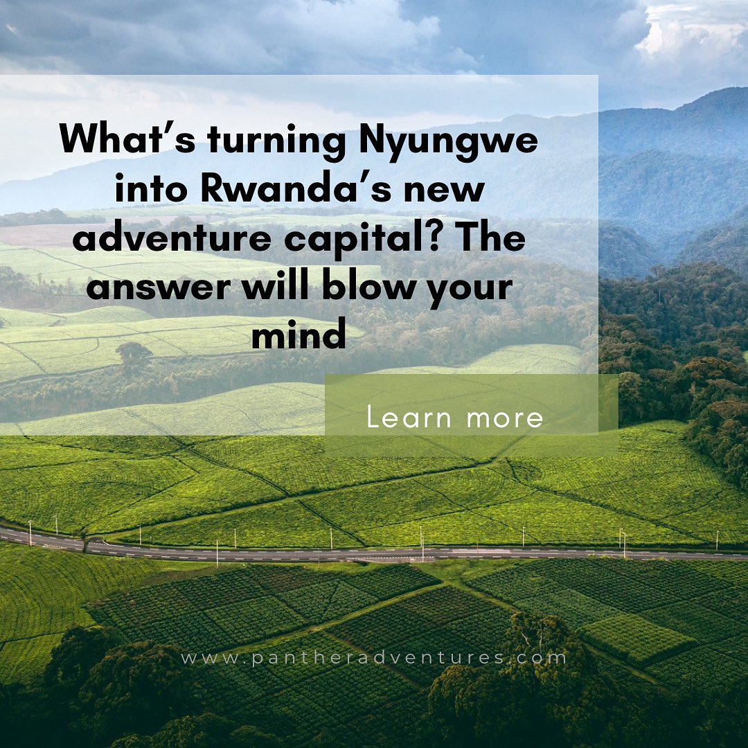 Nyungwe’s new activities are more than just fun, they’re soul-refreshing, heart-pounding, and memory-making. Discover more 👇 

pantheradventures.com/nyungwe-forest…