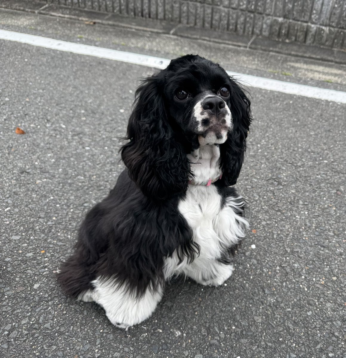 5月は色々あってバタバタしたが、なんとか落ち着いてきた。
梅雨明けたらまたツーリング行こう。
その為にチェーンメンテ、オイル交換せねば

バイク関係ないけど家族が増えました