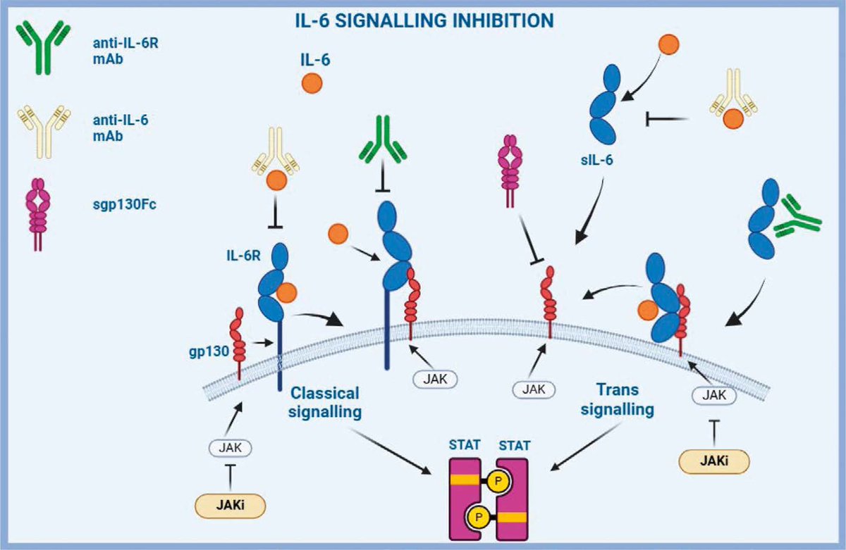 🆕 New editorial in Reumatologia! 
What rheumatologists should know about IL-6 signalling 
🔹 Classical vs trans-signalling
🔹 Trans-presentation
🔹 Implications in RA, GCA, cancer, COVID-19 &amp; more
🔹 Emerging selective inhibitors like olamkicept
👉doi.org/10.5114/reum/2…