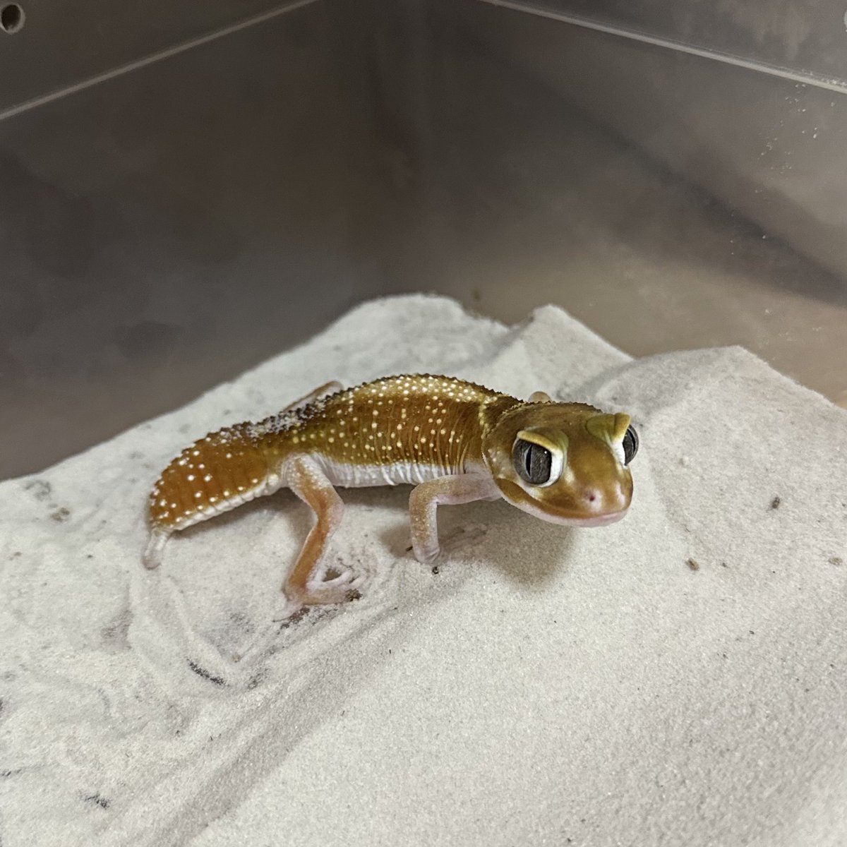 0530Kr's tweet image. ナメハダタマオヤモリ♂イエロー
レビスレビスも体色が唯一無二な柄があり飼育していてとても面白いです🫶
#ナメハダタマオヤモリ