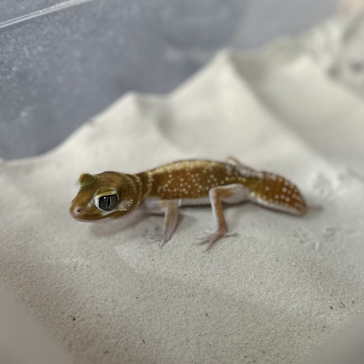 0530Kr's tweet image. ナメハダタマオヤモリ♂イエロー
レビスレビスも体色が唯一無二な柄があり飼育していてとても面白いです🫶
#ナメハダタマオヤモリ