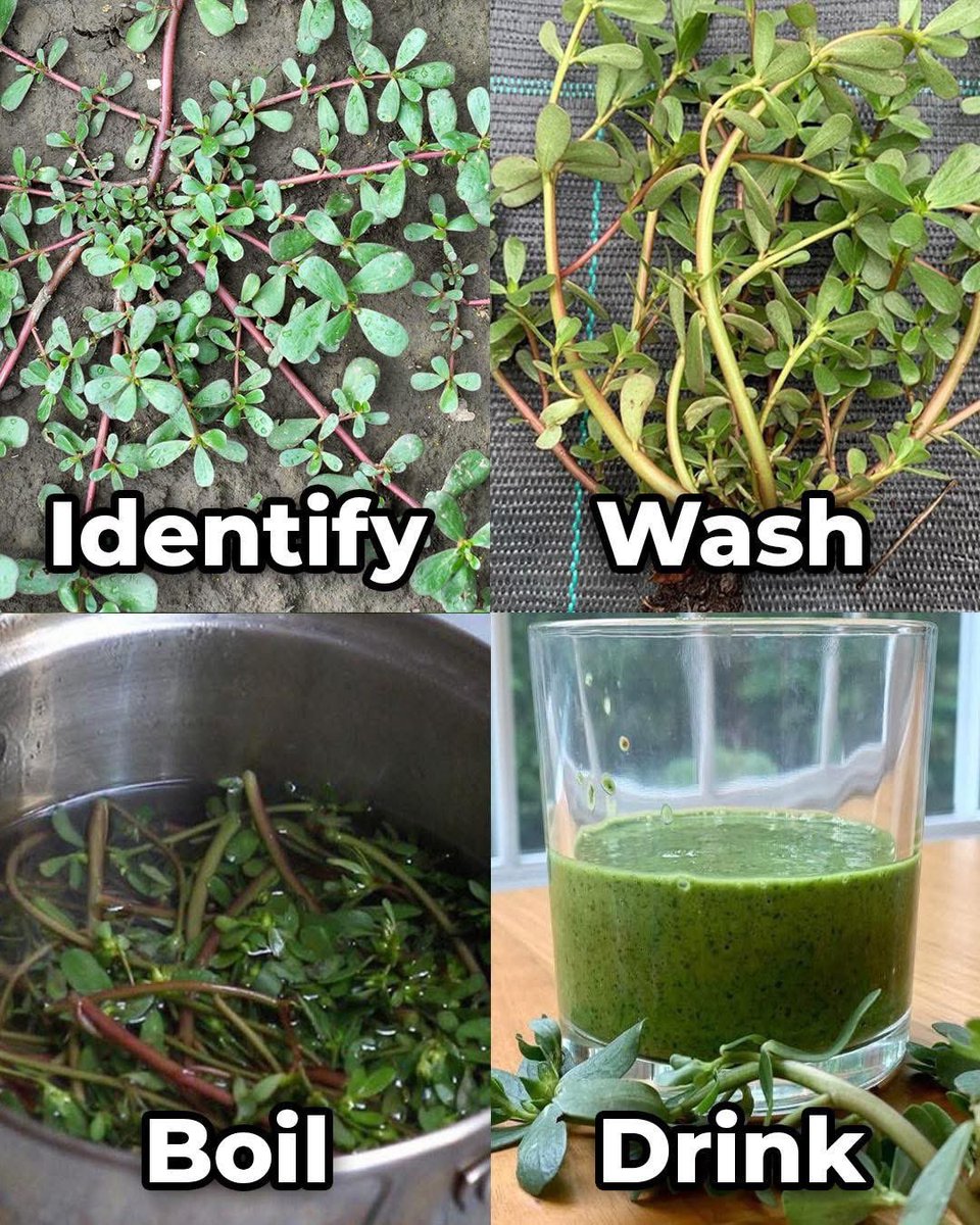 All you have to do is recognise it, wash it and boil it, 

filter it now and drink it and do the amazing result in only 15 days, 

then I don’t have to say, you will find it and drink it.