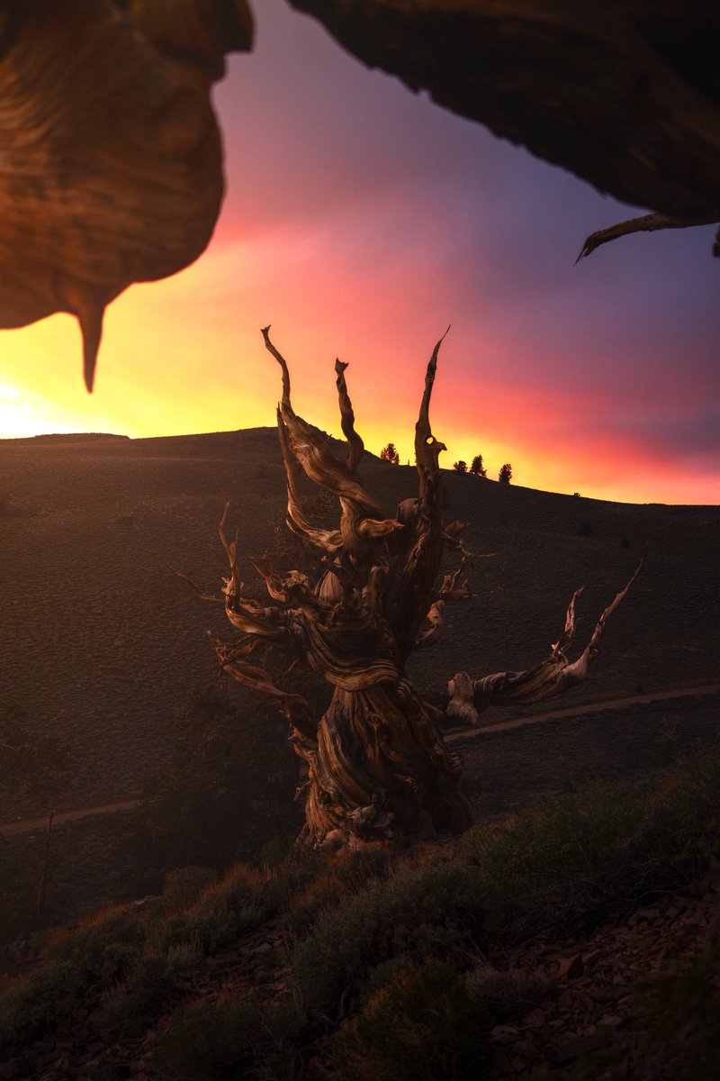 KennethLerose's tweet image. Same tree 🌲 
All captured same evening 6/1/25