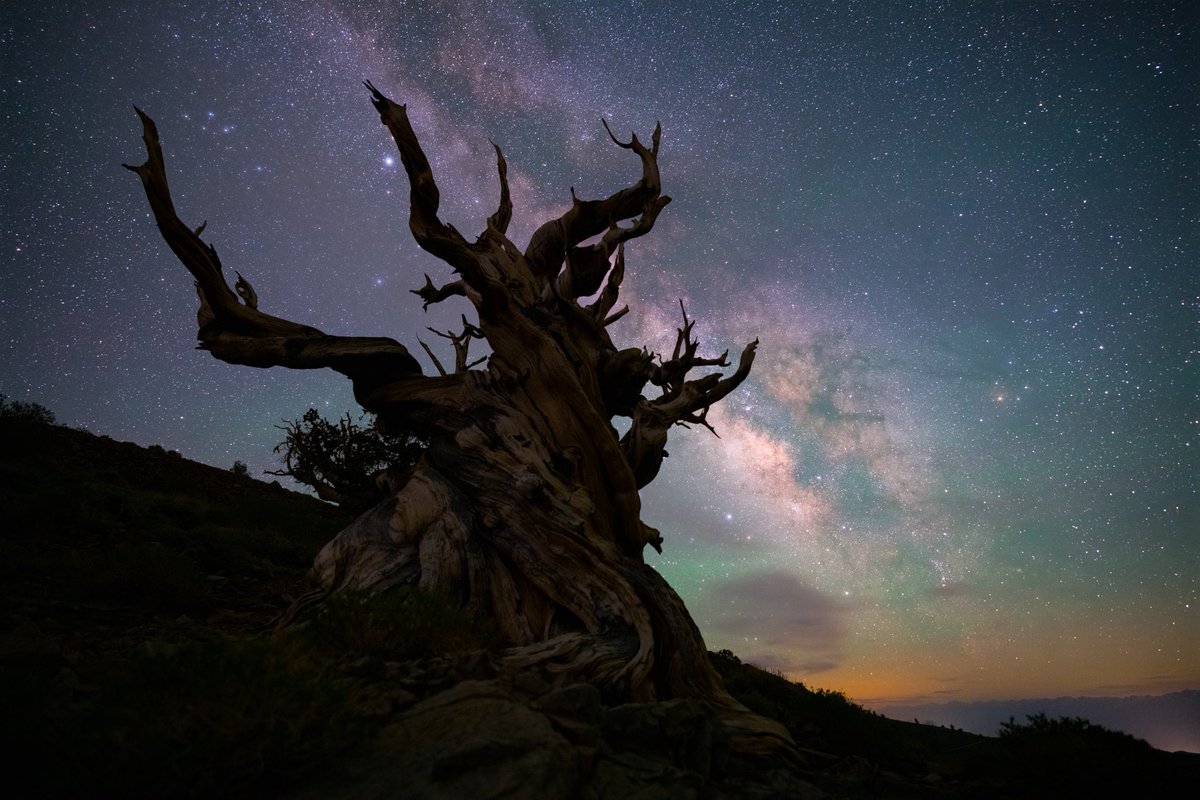 KennethLerose's tweet image. Same tree 🌲 
All captured same evening 6/1/25