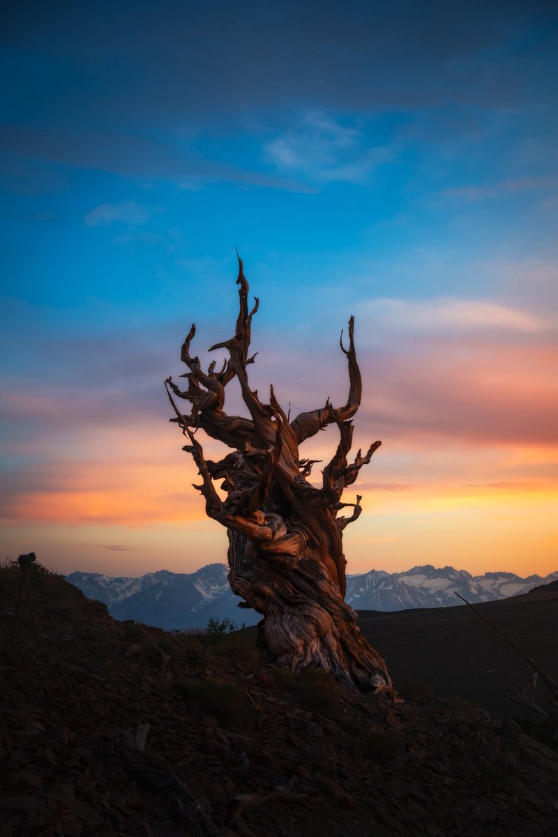 KennethLerose's tweet image. Same tree 🌲 
All captured same evening 6/1/25