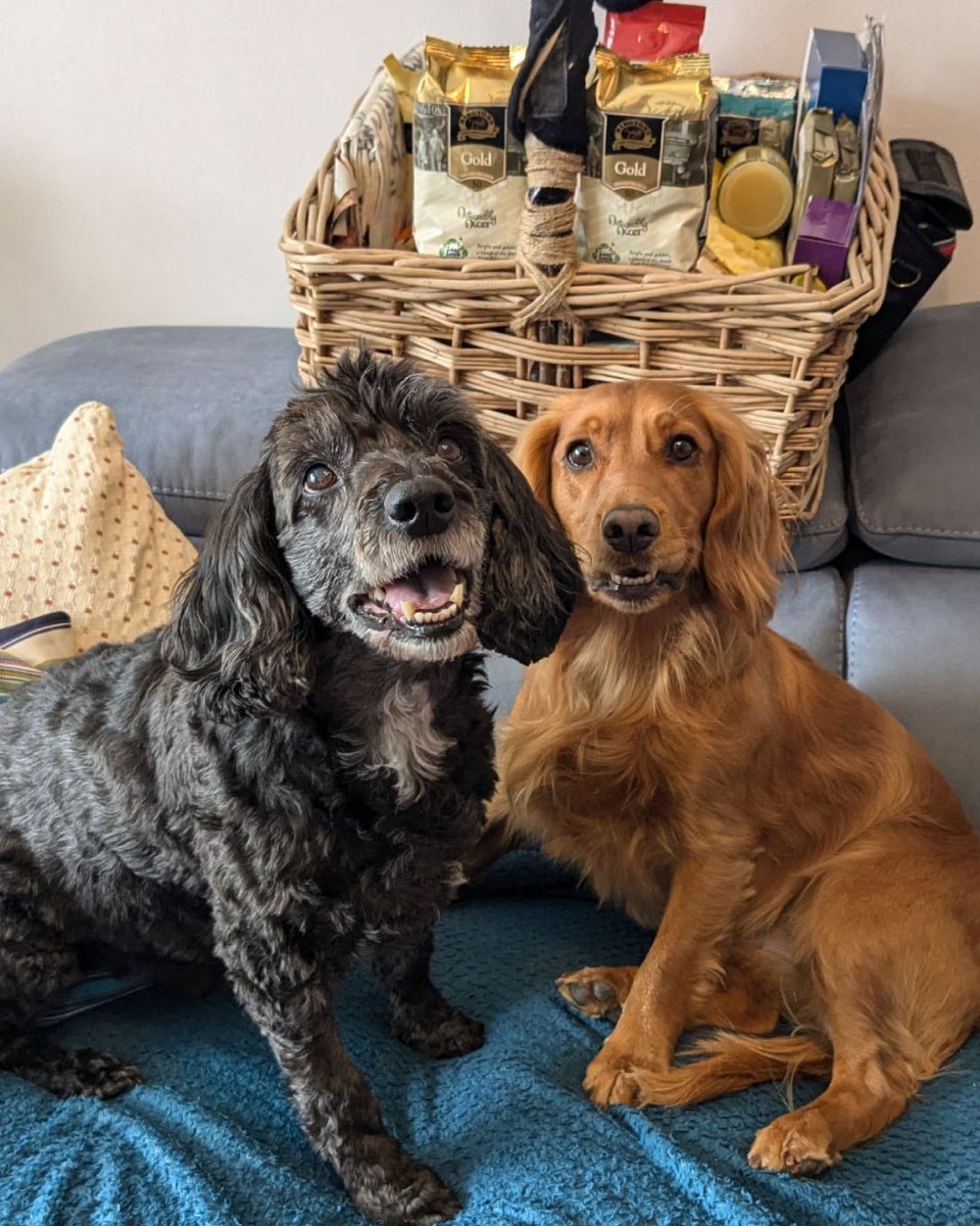 Ringtons's tweet image. Another day, another dog. 🐶

#PetsofRingtons #PerksOfTheJob