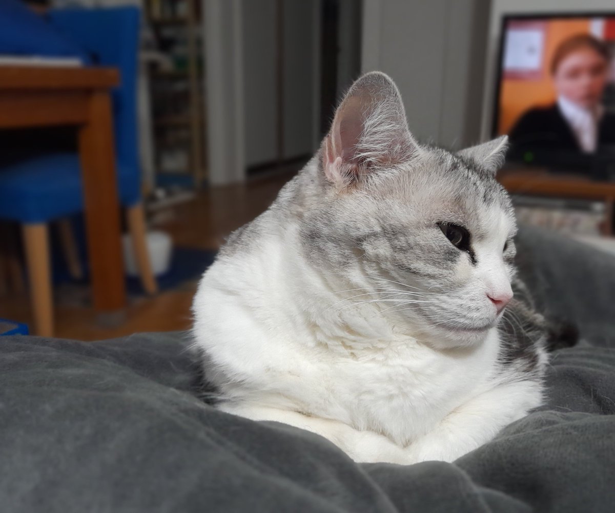 Diary of a cat servant: Oh alright,  Wombat, if you want a #KittyLoafMonday here you go. Now can I nap?