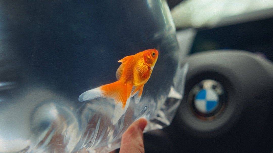 Turn every curve into a smooth swim 🐠 with BMW Curve-Ahead View! 🌊
 
The BMW X1 xDrive23d.
#THEX1 #BMW
 
Mandatory information according to German law ’Pkw-EnVKV’ based on WLTP: energy consumption combined: 5,3-4,9 l/100 km; CO₂ emissions combined: 139-130 g/km; CO₂