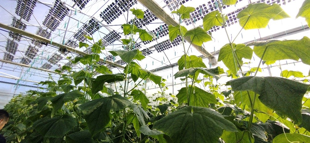 How an EU-funded project is merging food and energy production: "What we lose in sunlight, we gain back in energy and cost savings" ☀️🌱👉 hortidaily.com/article/973071… #photovoltaic #greenhouses #solarenergy