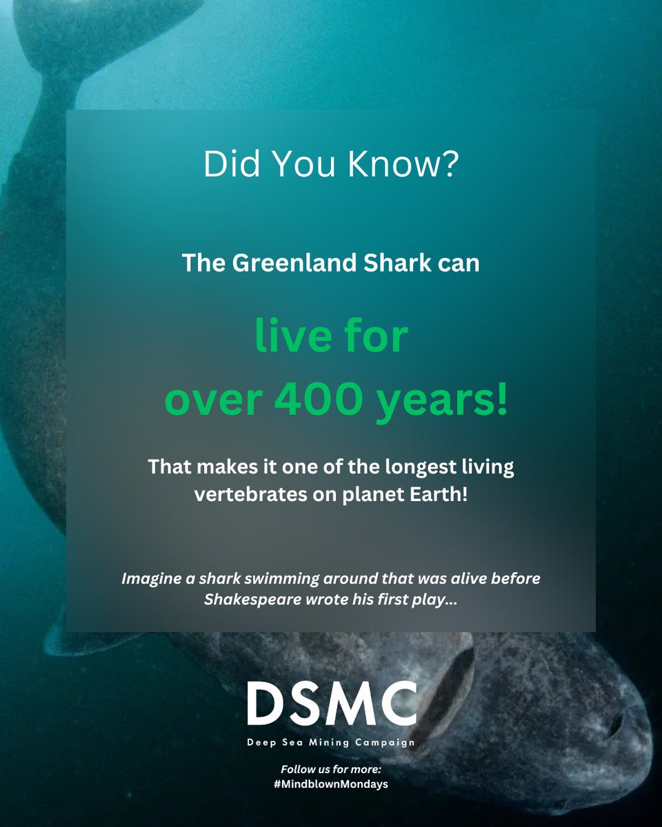🦈 Mindblown Monday!
Some Greenland sharks swimming today were born before Shakespeare wrote his first play. Ancient deep-sea life must be protected, not exploited.

🔗 Act here: linktr.ee/nodeepseamining
#MindblownMondays #ProtectOurOceans #DSMC #StopDSM