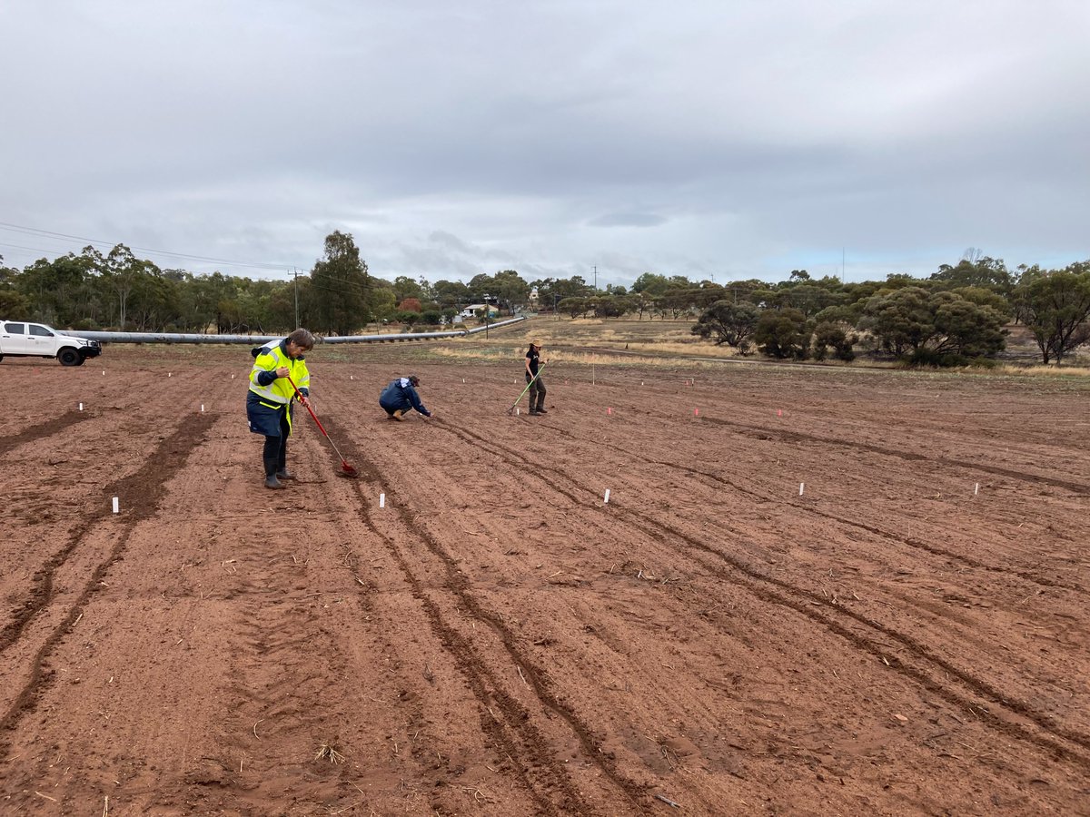 First field trials in! I'm assessing non-chemical weed control options that target the inter-row —aiming to give growers more tools in the face of growing herbicide resistance. Testing:
- Electric⚡️
- Lasers💥
- Tillage🚜
- High pressure water💧
Big thanks to the team!