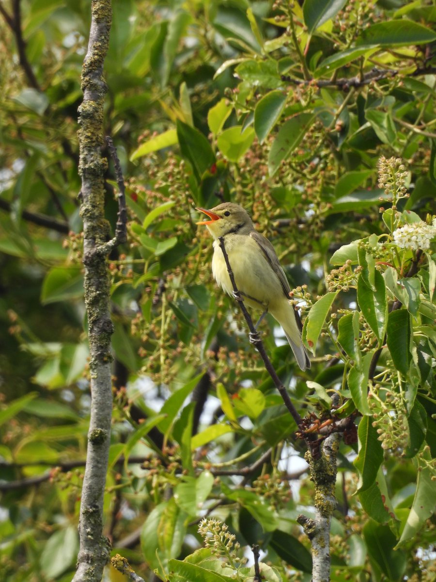 Wim Benes 🦊 tweet media