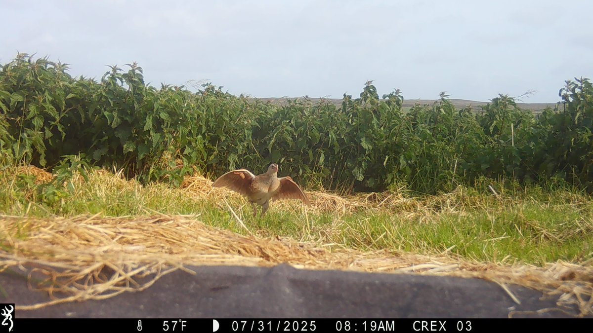 CorncrakeLife's tweet image. Some awesome images from one of our trail cameras.
Corncrakes are notoriously shy birds so we are pretty sure this one was show-boating.😁
Early indications suggest an excellent year for the Irish population- great news in our last season as a project 🙏
@NPWSIreland