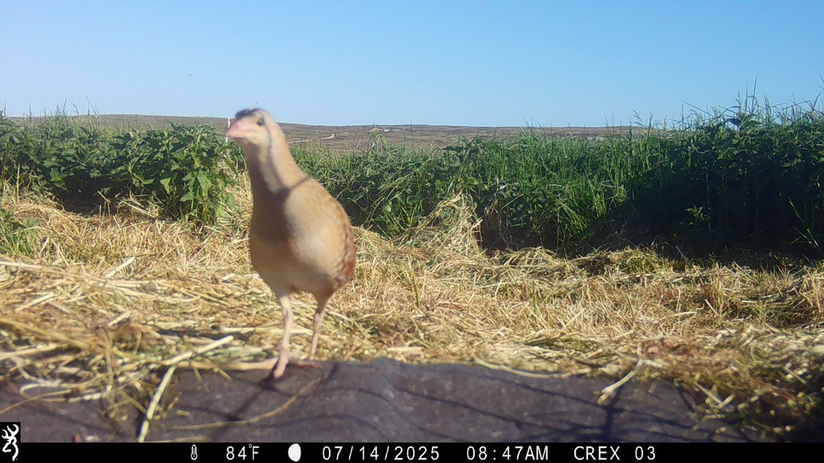 CorncrakeLife's tweet image. Some awesome images from one of our trail cameras.
Corncrakes are notoriously shy birds so we are pretty sure this one was show-boating.😁
Early indications suggest an excellent year for the Irish population- great news in our last season as a project 🙏
@NPWSIreland