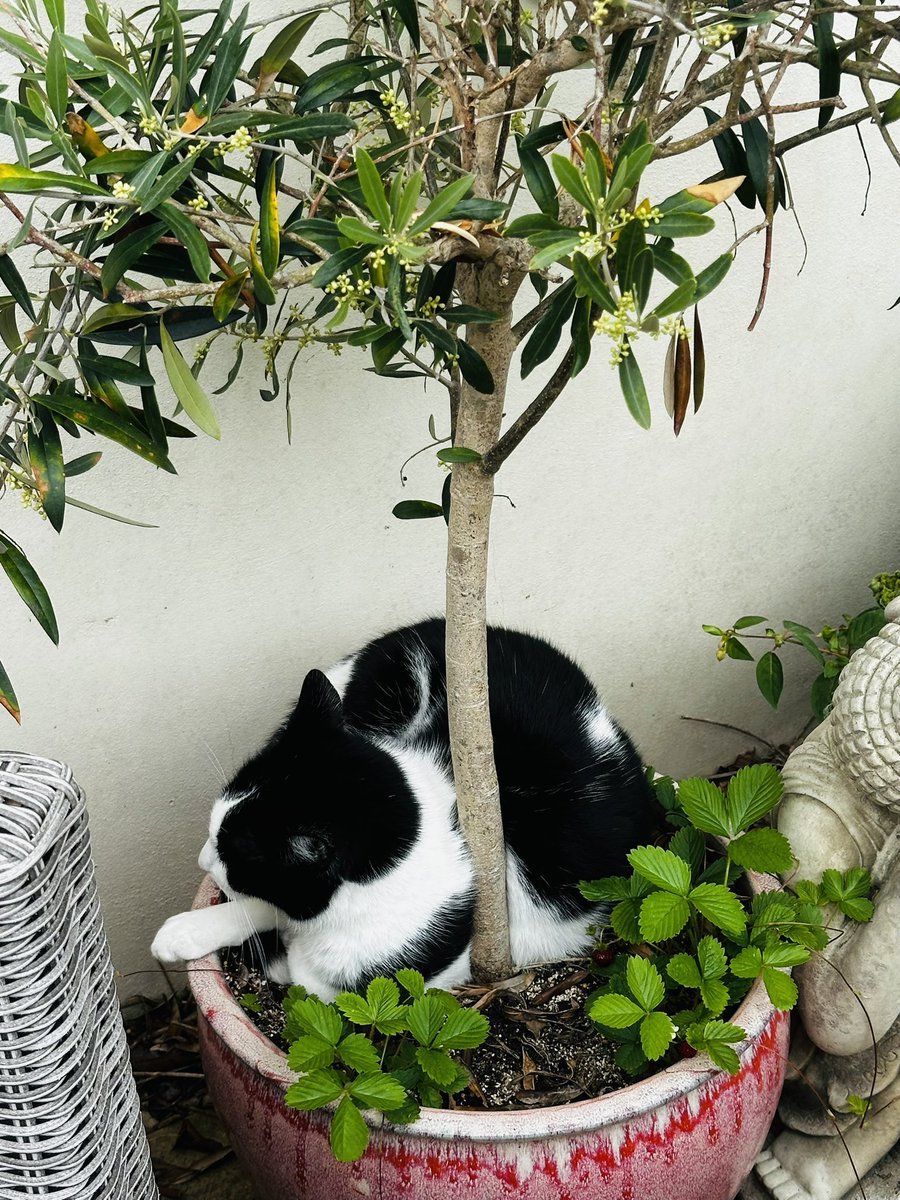 Delighted to report that my ‘Catnap’ plant is thriving with sun and even has a strong flowering shoot!