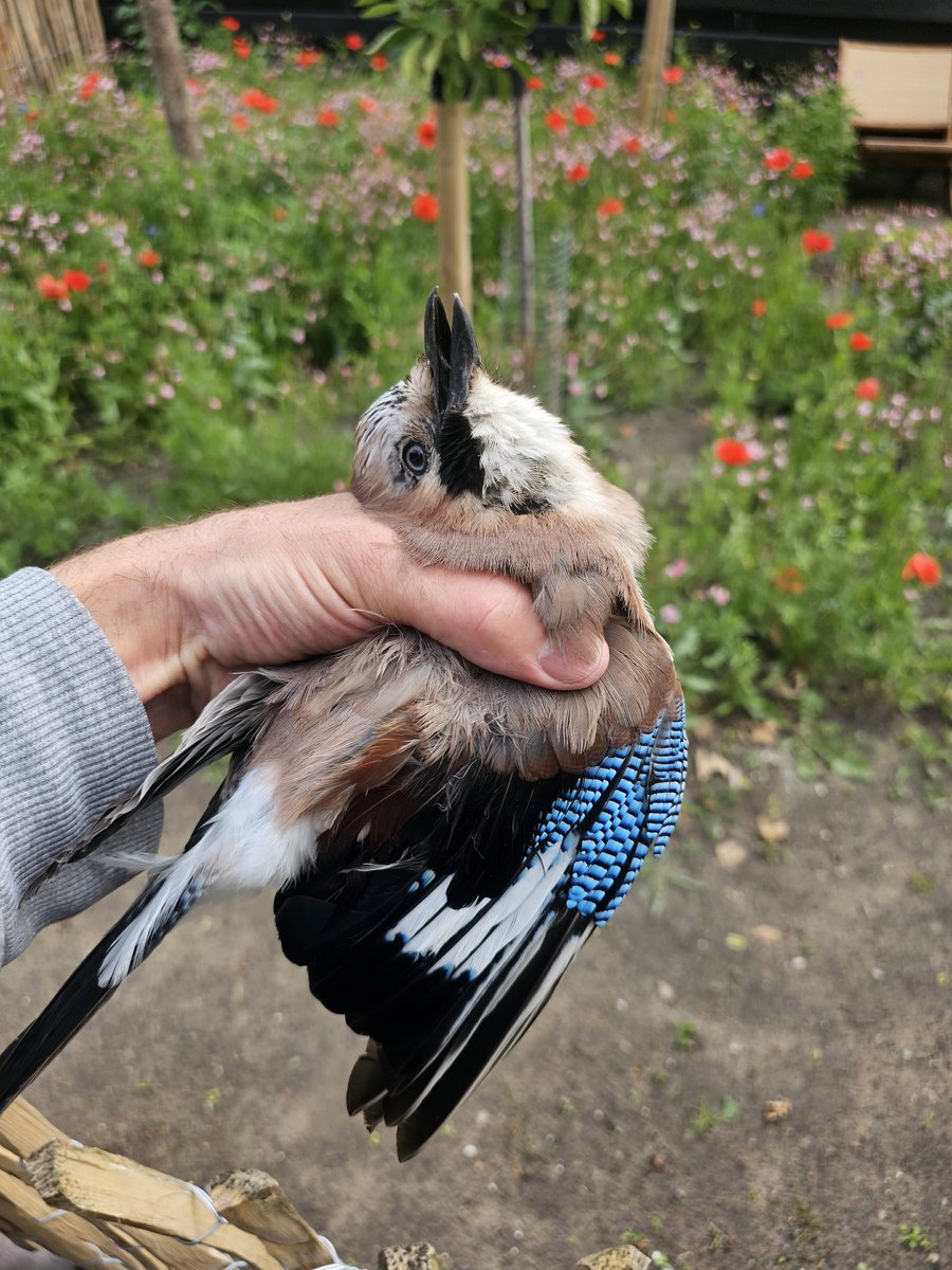 Bijzondere fraaie gast zat vast in het kippenhok. Eieren ging hij niet vinden, daar zijn de kippen nog te jong voor. Even de buurtkinderen wat bijgeleerd en weer losgelaten.
En ik noem ze nog gewoon ouderwets Vlaamse gaai. Natuureducatie begint vroeg en dichtbij huis.