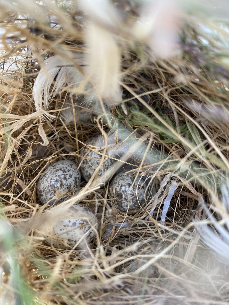 Alper bey yüksek bir palmiye ağacından yuva bu dört yumurta ile beraber yere düşmüş. Ne yapabiliriz
