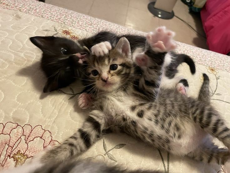 Miaw (@miaw) on Twitter photo 