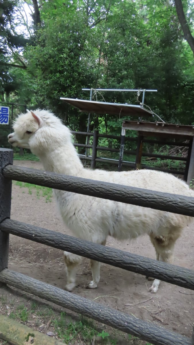 『マシロさん　ご来店ありがとうございました！』 
  
アルパカ「マシロ」の毛刈りをしました。
 さて、残りはいよいよ「ダイヤ」のみ ！
　
＃茶臼山動物園　＃アルパカ　＃毛刈り　#マシロ 　＃ダイヤは13日の予約　＃衣替え　＃城山動物園