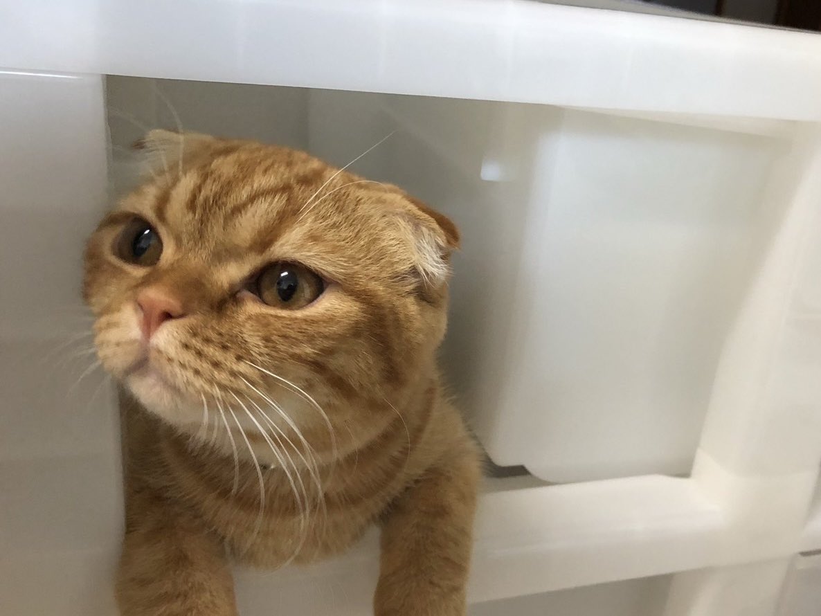 CatDiary125926's tweet photo. 引き出しを開けた瞬間に入り込み
ドヤ顔のどんぐり🐈🐾 https://t.co/ME3psYcWFu