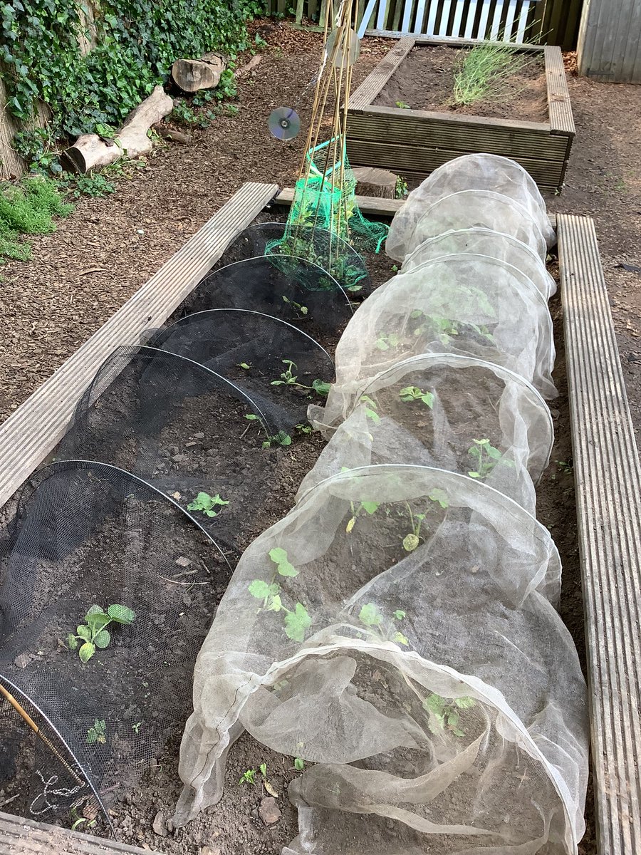 It’s a miracle…Early Year’s baby vegetable plants haven’t been dug up by the squirrels and they are thriving! Nursery planted some Little Red Hen pumpkin seeds last Autumn and Reception grew some ziplock beans in Spring. We can’t wait to see how they turn out #NurtureinNature
