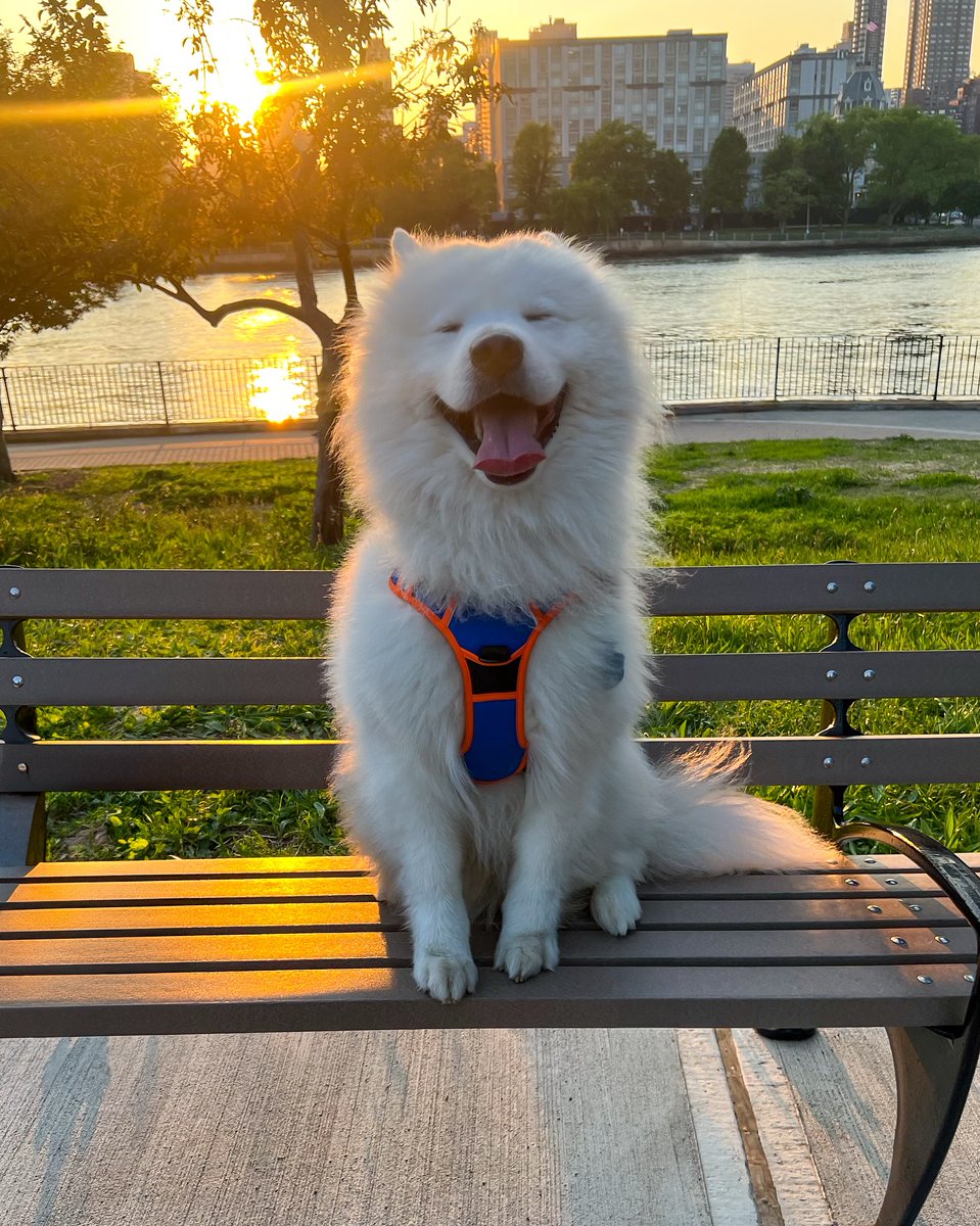 RabbitgooM's tweet photo. Golden Hour, Golden Smile! 🌞  Happiness is a fluffy friend on a park bench🧡  @mello_thesamoyed #rabbitgoo #RGcommunity #Dogharness #Doglife #samoyeddog https://t.co/dZf5HXXCBN