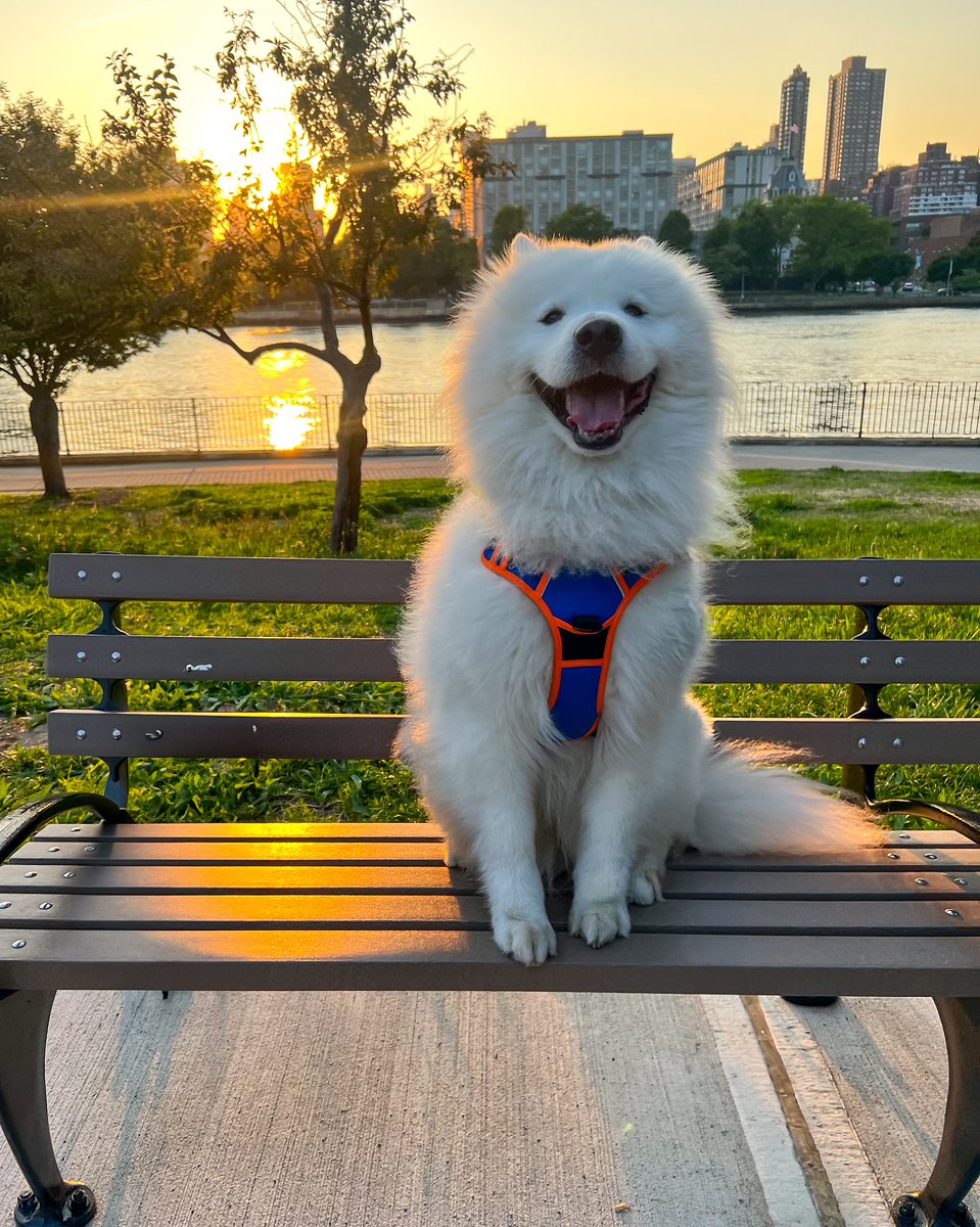 RabbitgooM's tweet photo. Golden Hour, Golden Smile! 🌞  Happiness is a fluffy friend on a park bench🧡  @mello_thesamoyed #rabbitgoo #RGcommunity #Dogharness #Doglife #samoyeddog https://t.co/dZf5HXXCBN