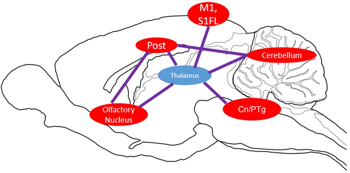 Kate Liu (@kateliu08703628) on Twitter photo 📣<a href="/JINeuroscience/">Journal of Integrative Neuroscience</a> #openaccess #ResearchPaper
Exercise Leads to Brain Glucose Metabolism Activation, Increased Dopamine D1 Receptor Levels and is Negatively Correlated with Social Behavior imrpress.com/journal/JIN/24… #socialinteraction #exercise #brain #glucosemetabolism #dopamine 📣<a href="/JINeuroscience/">Journal of Integrative Neuroscience</a> #openaccess #ResearchPaper
Exercise Leads to Brain Glucose Metabolism Activation, Increased Dopamine D1 Receptor Levels and is Negatively Correlated with Social Behavior imrpress.com/journal/JIN/24… #socialinteraction #exercise #brain #glucosemetabolism #dopamine