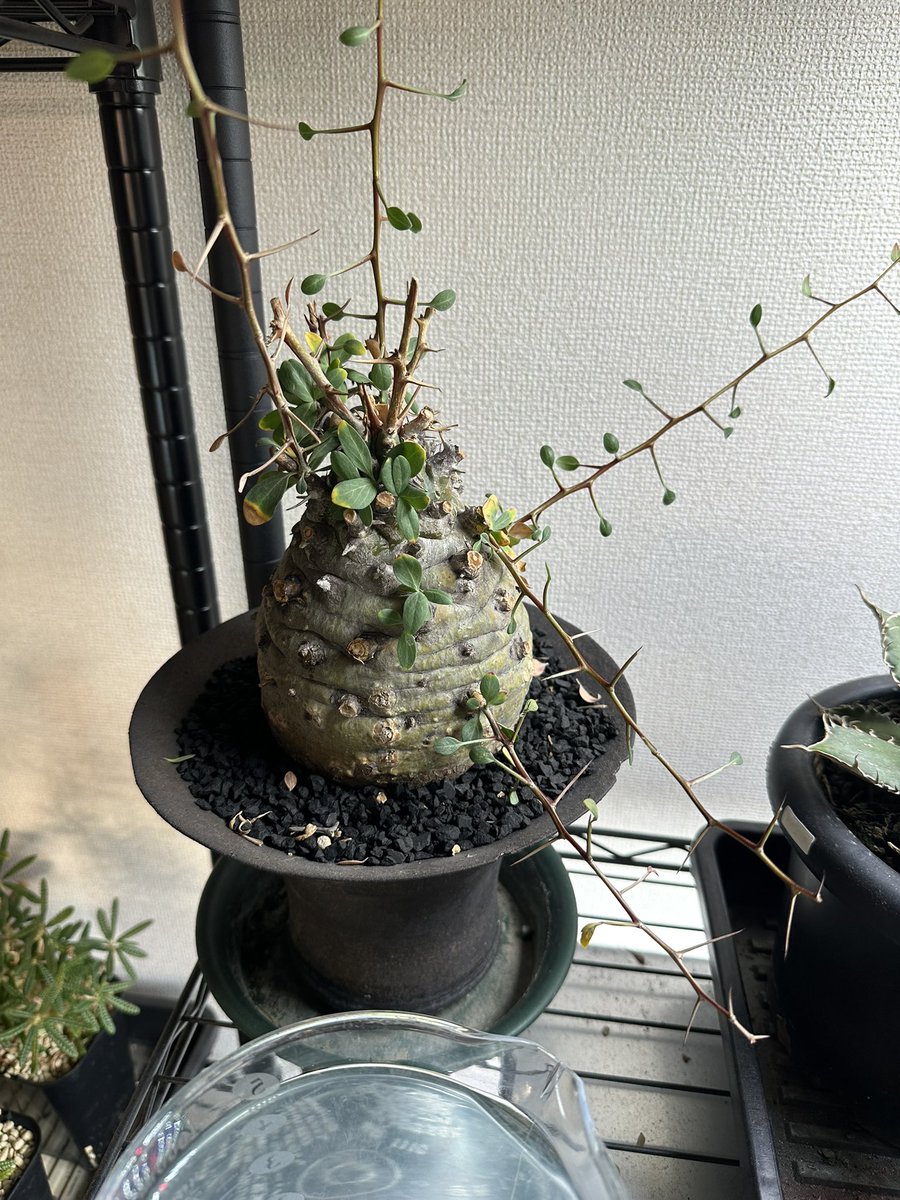 草フリマ
コルムナリス　冨部さん作家鉢付き
欲しい方おられたらご連絡下さい
120,000円
かなり形良いです👌
