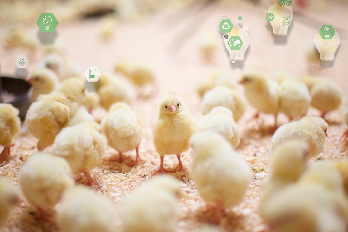 As the search intensifies for sustainable alternatives to fishmeal in animal nutrition, a promising marine protein called artemeal is showing strong potential in broiler starter diets.

Take a look at our website and learn more!
🔎 ow.ly/qTNc50W66eP

#Broilers #Fishmeal
