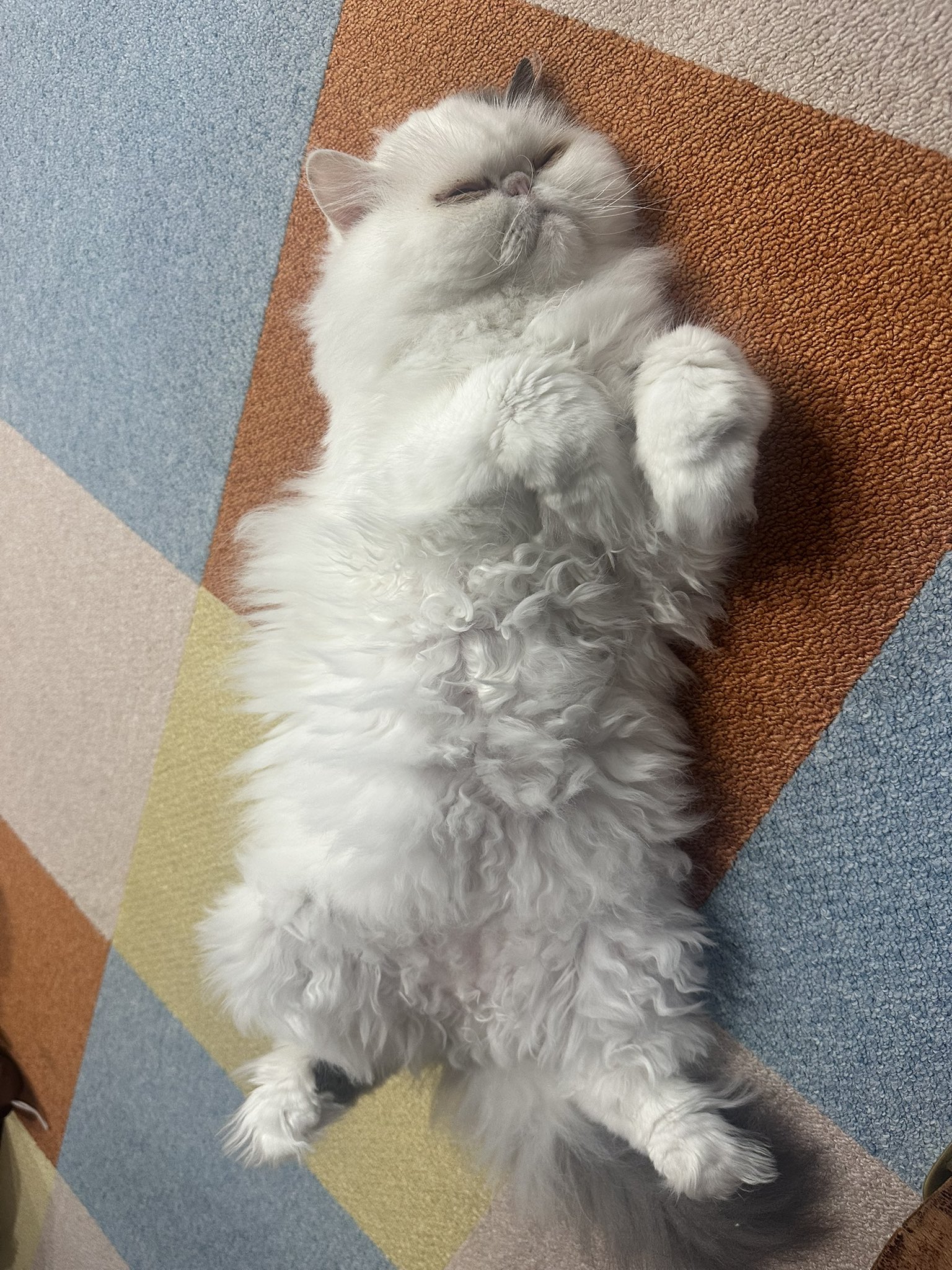 きんちゃん きんちゃんとぎんちゃん」 きんちゃん、ぎんちゃん＆セタガヤン