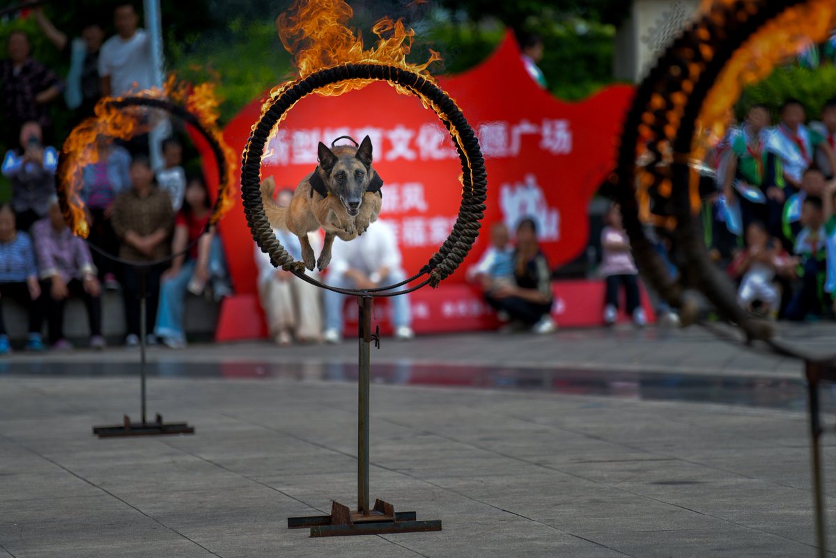 InZunyi's tweet photo. 👮 #Zunyi's Yuqing bureau of public security wowed crowds at their 2025 Open Day on June 4.
🐕High-tech robotic dogs flipped and walked on command, while police K9s leaped through fire rings, showcasing SWAT skills and cutting-edge tech. #ZunyiUpdates https://t.co/5vNGQk5exL