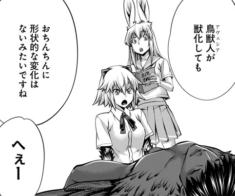 【牙闘鳥類図鑑】〈鳥獣人の特徴３：あそこ〉スピンオフ漫画『ほしがりすぎでしょ!?　稲葉さん』で、鳥獣人の最大の秘密が明かされました。それは、獣化しても「あそこ」はヒトのままだということ…。なぜなら鳥類には基本的にペニスがないため、獣化後も変化しないからなのでした。　#キリングバイツ