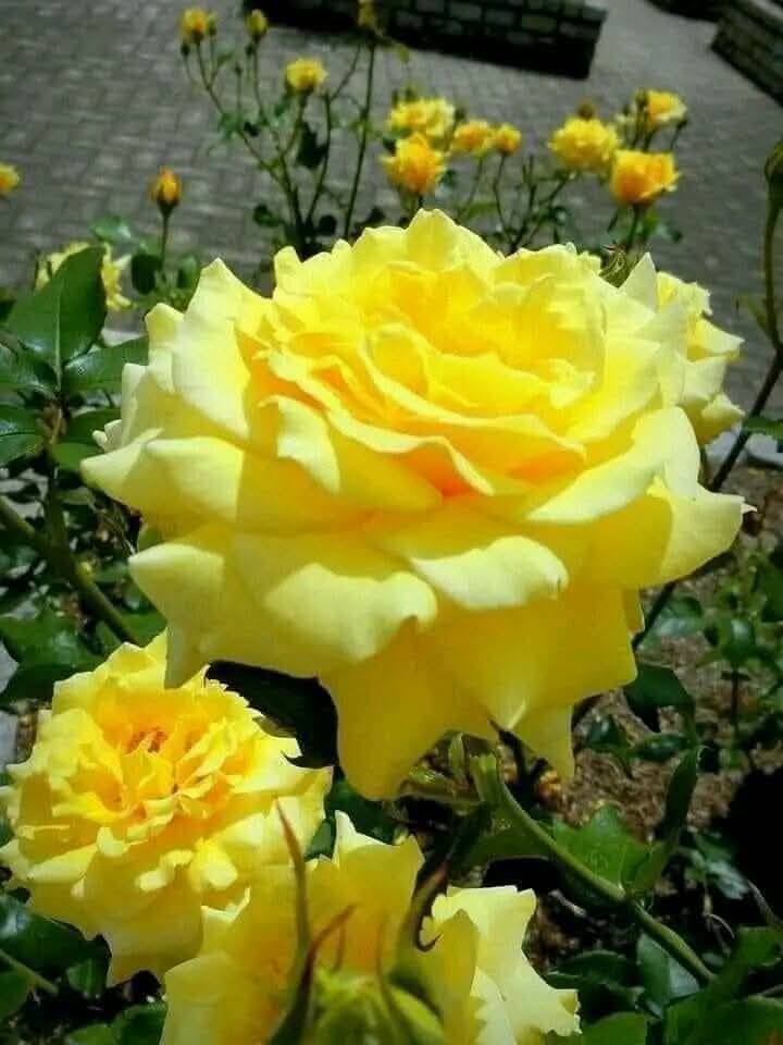 ⭐✳️🇮🇳तापोस🇮🇳✳️⭐ (@taposkumarbasu) on Twitter photo <a href="/macunaimaz/">Candy 🔰Ⓜ️⚖️🔰</a> <a href="/TM__K_Promotion/">#TM_K Promotions</a> <a href="/0_0_5_1/">💯%F4F |🚫Unfollow=Block 🇺🇸💙☮️🇺🇦🇨🇦🇬🇱🇵🇦</a> <a href="/ruhsa8/">Bizim Adam</a> <a href="/Royal__Captain/">John Kahira</a> <a href="/BaronSnow3/">Retired Jokester🇨🇦🇺🇸 ...No DM's</a> <a href="/IK151/">𝕊ʜᴇʀᴅɪʟ 🇵🇰 IK</a> <a href="/Iqkhan50/">Iqbal khan Buneri</a> <a href="/4523165Q8g7/">rikako</a> <a href="/GM_Warrios/">GM_Warrios</a> <a href="/Trq88/">✍︎⸙𝐓αɾιϙ 𝐌υɾƚαȥα࿈</a> <a href="/_1gul/">Aαɾα น'Şคfຊคi</a> <a href="/RadjaRasta_/">яαԃ𝐣αяαѕтα</a> <a href="/kamil_gk/">kamil ali gök</a> <a href="/DBdrbh87938/">الحربي</a> <a href="/Julia5180/">Julia</a> <a href="/heroldbarton/">herold barton</a> <a href="/magytrans/">Magy</a> <a href="/MarsbetGirisx/">MARSBET & Marsbet Giriş</a> <a href="/ScorseseDev/">Scorsese Dev | AI technology</a> <a href="/ks35z/">Al-Haytham</a> <a href="/DangerousThinkg/">Dangerous Thoughts</a> <a href="/Realjaprince/">Ja Prince 🇺🇸</a> <a href="/SGujjar_1/">𝕊𝕒𝕘𝕒𝕣𝔾𝕦𝕛𝕛𝕒𝕣</a> <a href="/BigBoss64126410/">AGASTYA RAO'S MONTH !!!</a> <a href="/nyagoroyorosik1/">nya-goro(ニャーゴロ)(=^x^=)/🇯🇵</a> <a href="/SR21658/">Scott Roberson</a> <a href="/SGDsks/">श्रीकृष्ण शर्मा सनातनी 💯% FB</a> <a href="/AndraCastilho3/">Andrada & Camelo....Farma BR/USA</a> <a href="/Donald_Army/">𝗗𝗼𝗻𝗮𝗹𝗱 𝗧𝗿𝘂𝗺𝗽 𝗔𝗿𝗺𝘆 Ⓡ</a> <a href="/softheart__hun/">Amiya Younas</a> <a href="/heris252/">Heris</a> <a href="/marioriverosr/">MARIO</a> <a href="/NUFCSpares/">NUFC Home & Away Tickets</a> <a href="/Skyhawkisme/">Mr. Big Britches</a> <a href="/Abraham36943065/">Abraham Cruz</a> <a href="/LoraleeLogan/">Loralee Logan 🌻🌻🌻</a> <a href="/ValerioCorrea2/">Pr. Valério Corrêa</a> <a href="/qwer8790/">الصقر الشامخ.</a> <a href="/keyssheri/">keyssheri 🇺🇸🇺🇸🇺🇸🇺🇸</a> <a href="/Sharon_Riley35/">Sharon Riley</a> <a href="/fabiennehol_NS/">🇫🇷fabholv#merciNS🇫🇷</a> <a href="/yoidorefuufu/">冬月剣太郎</a> <a href="/HarukiUrakami/">haruki</a> <a href="/nryd37/">Nuray</a> <a href="/lannsibell/">SİBELL</a> <a href="/EYEMAKIRMIZI/">#EYEMAKIRMIZI</a> <a href="/macunaimaz/">Candy 🔰Ⓜ️⚖️🔰</a> <a href="/TM__K_Promotion/">#TM_K Promotions</a> <a href="/0_0_5_1/">💯%F4F |🚫Unfollow=Block 🇺🇸💙☮️🇺🇦🇨🇦🇬🇱🇵🇦</a> <a href="/ruhsa8/">Bizim Adam</a> <a href="/Royal__Captain/">John Kahira</a> <a href="/BaronSnow3/">Retired Jokester🇨🇦🇺🇸 ...No DM's</a> <a href="/IK151/">𝕊ʜᴇʀᴅɪʟ 🇵🇰 IK</a> <a href="/Iqkhan50/">Iqbal khan Buneri</a> <a href="/4523165Q8g7/">rikako</a> <a href="/GM_Warrios/">GM_Warrios</a> <a href="/Trq88/">✍︎⸙𝐓αɾιϙ 𝐌υɾƚαȥα࿈</a> <a href="/_1gul/">Aαɾα น'Şคfຊคi</a> <a href="/RadjaRasta_/">яαԃ𝐣αяαѕтα</a> <a href="/kamil_gk/">kamil ali gök</a> <a href="/DBdrbh87938/">الحربي</a> <a href="/Julia5180/">Julia</a> <a href="/heroldbarton/">herold barton</a> <a href="/magytrans/">Magy</a> <a href="/MarsbetGirisx/">MARSBET & Marsbet Giriş</a> <a href="/ScorseseDev/">Scorsese Dev | AI technology</a> <a href="/ks35z/">Al-Haytham</a> <a href="/DangerousThinkg/">Dangerous Thoughts</a> <a href="/Realjaprince/">Ja Prince 🇺🇸</a> <a href="/SGujjar_1/">𝕊𝕒𝕘𝕒𝕣𝔾𝕦𝕛𝕛𝕒𝕣</a> <a href="/BigBoss64126410/">AGASTYA RAO'S MONTH !!!</a> <a href="/nyagoroyorosik1/">nya-goro(ニャーゴロ)(=^x^=)/🇯🇵</a> <a href="/SR21658/">Scott Roberson</a> <a href="/SGDsks/">श्रीकृष्ण शर्मा सनातनी 💯% FB</a> <a href="/AndraCastilho3/">Andrada & Camelo....Farma BR/USA</a> <a href="/Donald_Army/">𝗗𝗼𝗻𝗮𝗹𝗱 𝗧𝗿𝘂𝗺𝗽 𝗔𝗿𝗺𝘆 Ⓡ</a> <a href="/softheart__hun/">Amiya Younas</a> <a href="/heris252/">Heris</a> <a href="/marioriverosr/">MARIO</a> <a href="/NUFCSpares/">NUFC Home & Away Tickets</a> <a href="/Skyhawkisme/">Mr. Big Britches</a> <a href="/Abraham36943065/">Abraham Cruz</a> <a href="/LoraleeLogan/">Loralee Logan 🌻🌻🌻</a> <a href="/ValerioCorrea2/">Pr. Valério Corrêa</a> <a href="/qwer8790/">الصقر الشامخ.</a> <a href="/keyssheri/">keyssheri 🇺🇸🇺🇸🇺🇸🇺🇸</a> <a href="/Sharon_Riley35/">Sharon Riley</a> <a href="/fabiennehol_NS/">🇫🇷fabholv#merciNS🇫🇷</a> <a href="/yoidorefuufu/">冬月剣太郎</a> <a href="/HarukiUrakami/">haruki</a> <a href="/nryd37/">Nuray</a> <a href="/lannsibell/">SİBELL</a> <a href="/EYEMAKIRMIZI/">#EYEMAKIRMIZI</a>