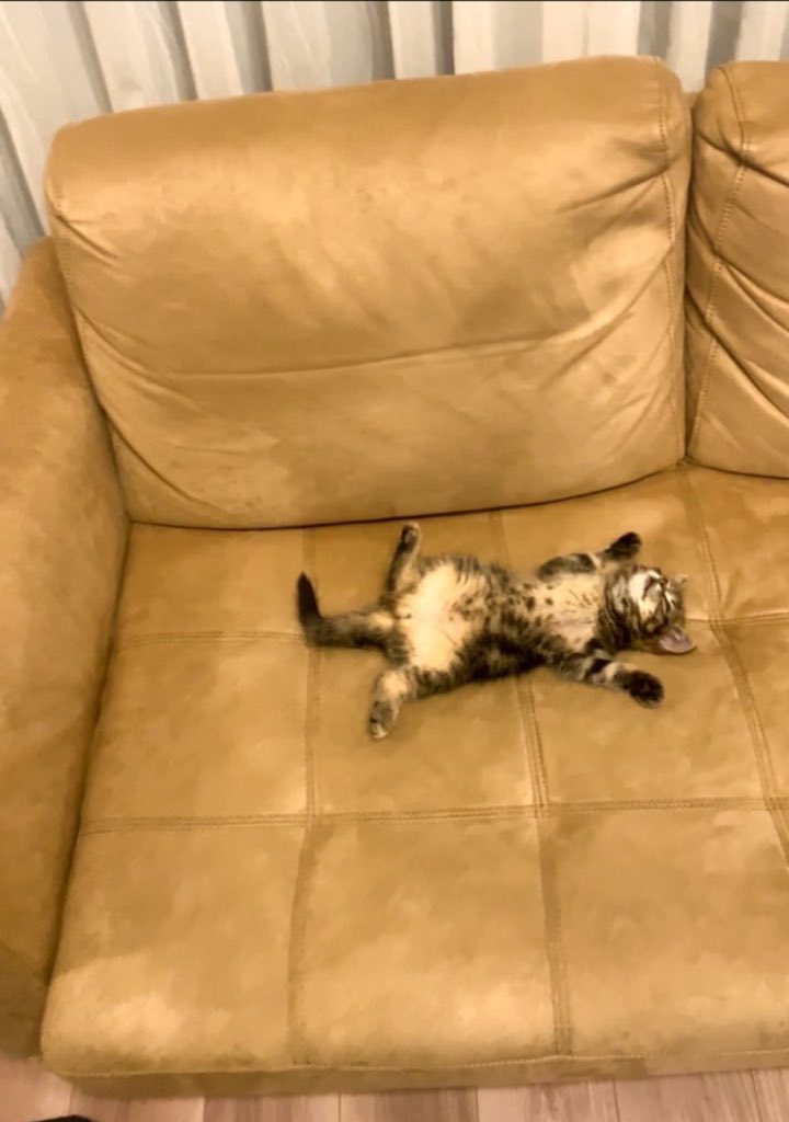 お迎え10日目にして、誰よりもソファでくつろぐもなか
 #フォルダの中で戦闘力０の写真を貼る