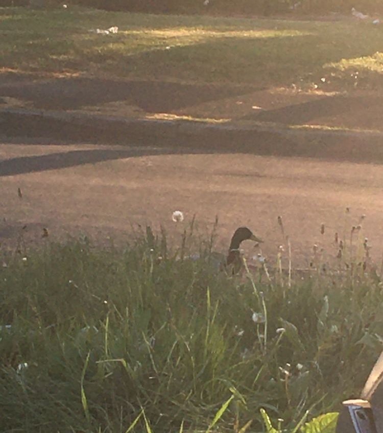 Emmaus Burnley tweet media